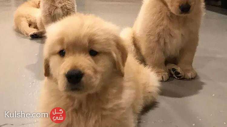 Golden Retrievers puppies available for sell - Image 1