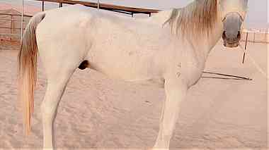 Horse for very good rider   حصان جيد الركوب