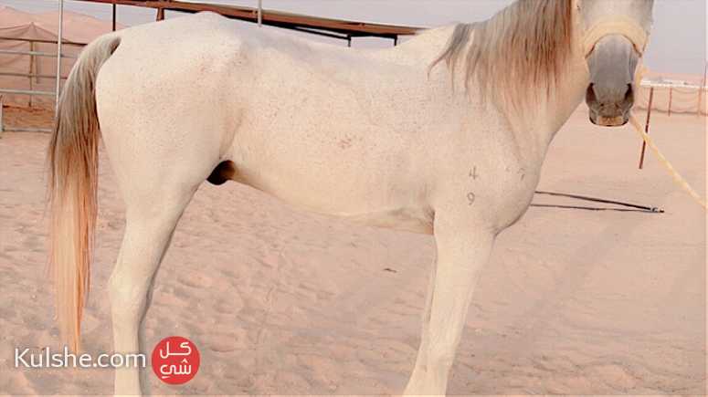 Horse for very good rider   حصان جيد الركوب - صورة 1