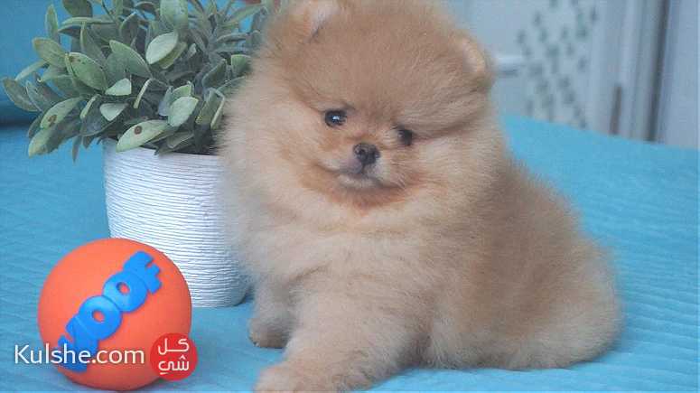 Tamed Pomeranian Puppies for sale - صورة 1