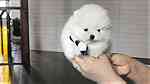 Hand  size Pomeranian Puppies  for sale - صورة 1