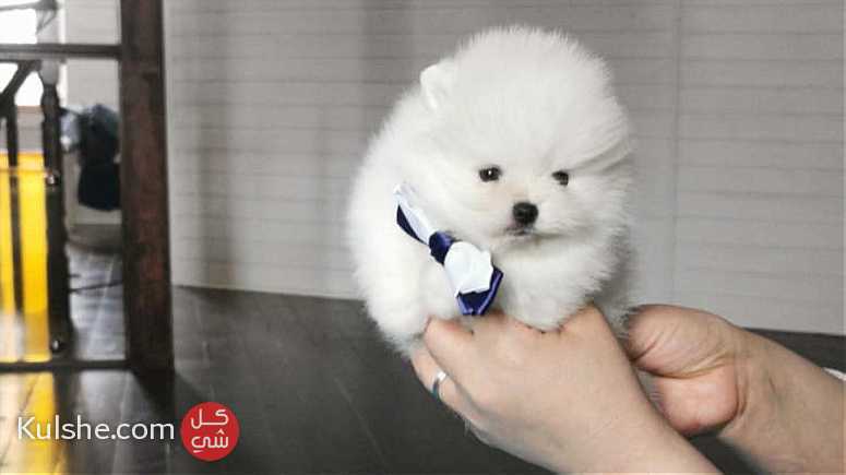 Hand  size Pomeranian Puppies  for sale - Image 1