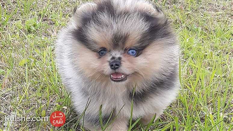 Blue Eyes  pomeranian Puppies  for sale - Image 1