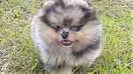 Blue Eyes  pomeranian Puppies  for sale - Image 3