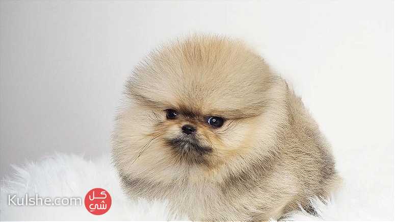 Coloured Pomeranian puppies for sale - Image 1