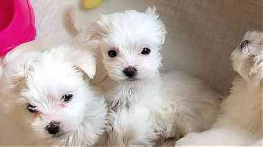 Awesome maltese puppies are ready to go