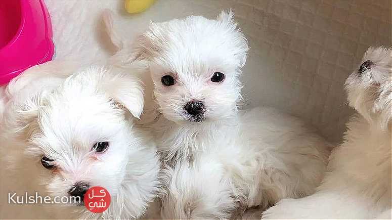 Awesome maltese puppies are ready to go - صورة 1
