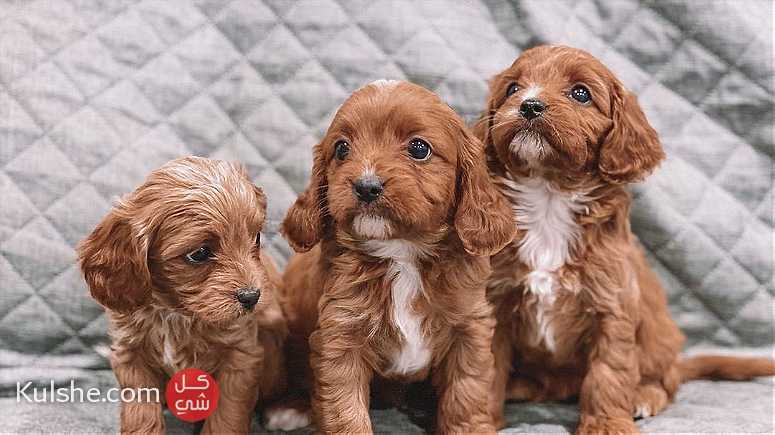 Toy Cavapoo Puppies ready for new home contact WhatsApp 0551668132 - Image 1