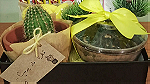 Cactus Gift Box - هدية لمحبيين نبات الصبار - صورة 1