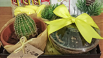 Cactus Gift Box - هدية لمحبيين نبات الصبار - صورة 2