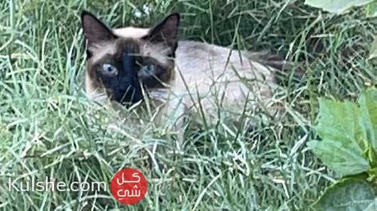 انثى قطط ااسيامي - Image 1
