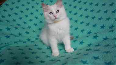 Ragdoll kittens available for good homes