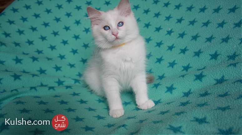 Ragdoll kittens available for good homes - Image 1