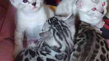Bengal Kitten available for sale