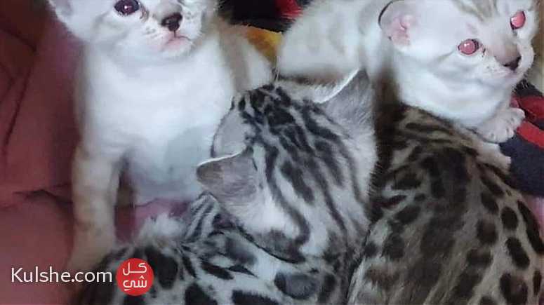 Bengal Kitten available for sale - Image 1