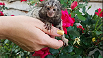 baby  female marmoset monkey - صورة 2