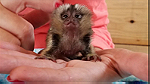 Baby marmoset ready - صورة 1