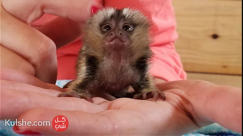 Baby marmoset ready - صورة 1