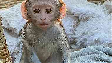 Baby Capuchin monkey from the.colony