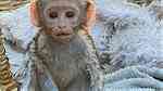 Baby Capuchin monkey from the.colony - Image 2