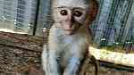 Breath taking  Capuchin Monkeys  for sale - صورة 1