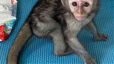 Marvelous  capuchin Monkey  for sale