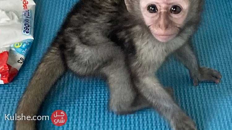 Marvelous  capuchin Monkey  for sale - صورة 1