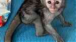 Marvelous  capuchin Monkey  for sale - صورة 2