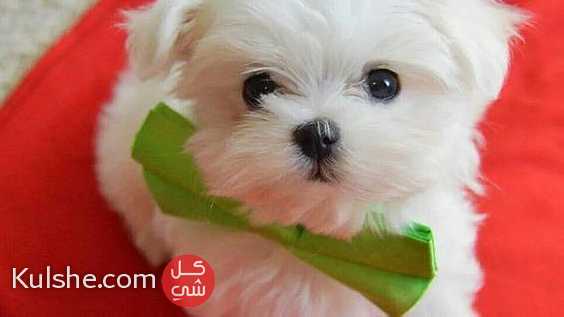 Beautiful Maltese puppies for good home - Image 1