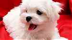 Beautiful Maltese puppies for good home - Image 2
