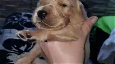 Golden Retriever puppies for sale male and female