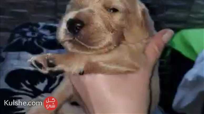 Golden Retriever puppies for sale male and female - صورة 1