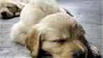 Golden Retriever puppies for sale male and female - صورة 4