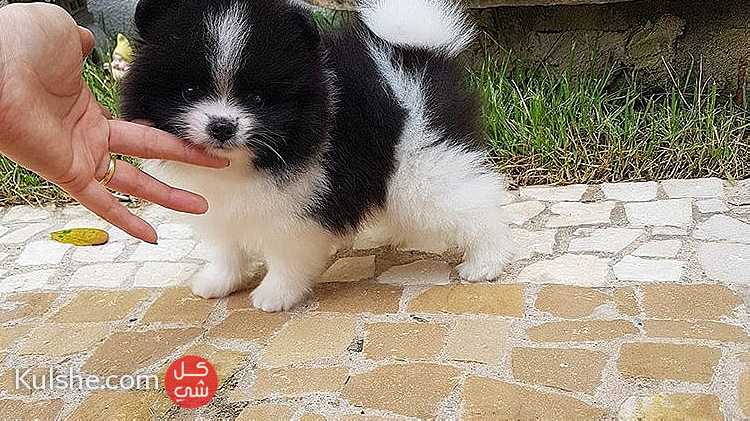 Teacup Pomeranian Puppies Available for sale - Image 1