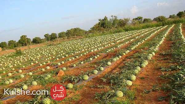 مزرعة   10 فدان تزرع بطيخ وبذنجان .  طريق مصر أسكندرية الصحراوي - صورة 1