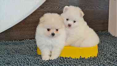 Pomeranian Puppies ready