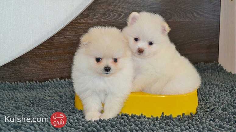 Pomeranian Puppies ready - صورة 1