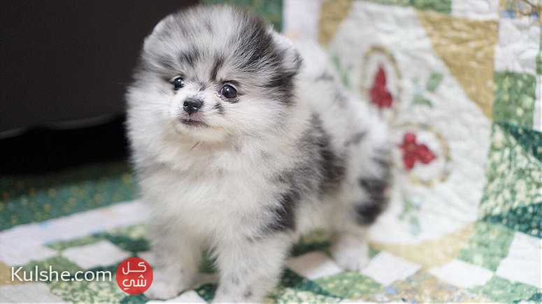 Merle Pomeranian Puppies for sale - Image 1