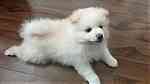 trained  white Pomeranian Puppies - Image 1