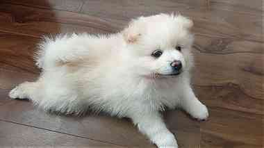 trained  white Pomeranian Puppies