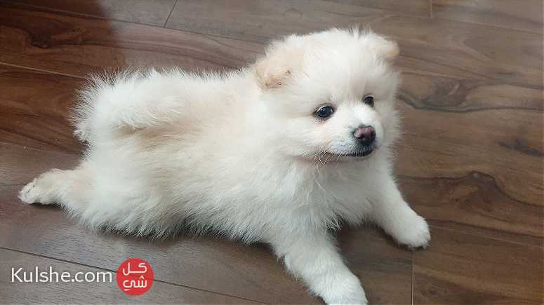 trained  white Pomeranian Puppies - Image 1