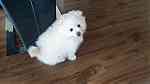 trained  white Pomeranian Puppies - Image 2
