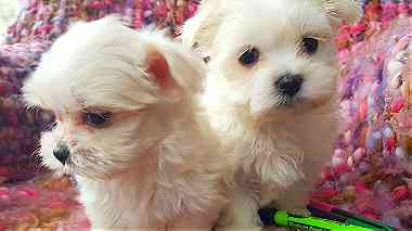 Teacup Maltese Puppies.for sale