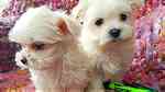Teacup Maltese Puppies.for sale - صورة 1