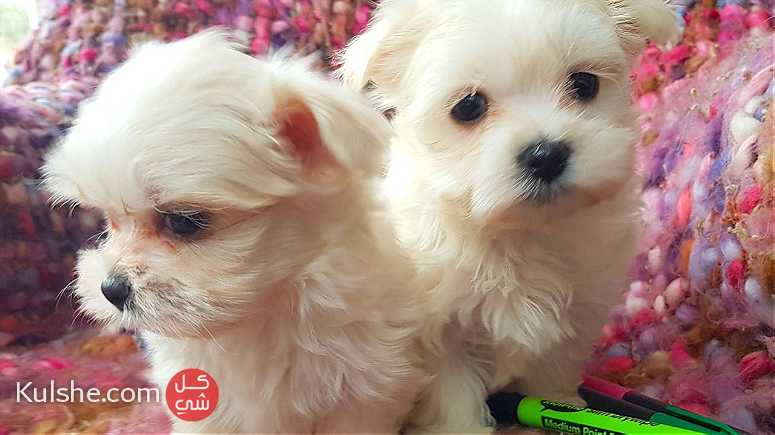 Teacup Maltese Puppies.for sale - صورة 1