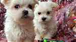 Teacup Maltese Puppies.for sale - صورة 2