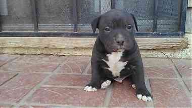 Blue Nose pitbull puppies for sale