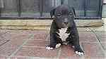 Blue Nose pitbull puppies for sale - Image 1