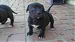 Blue Nose pitbull puppies for sale - صورة 2