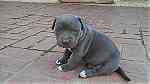 Blue Nose pitbull puppies for sale - صورة 3